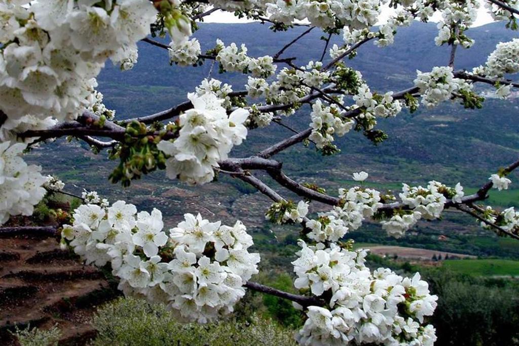 Camping Totana Park Dış mekan fotoğraf